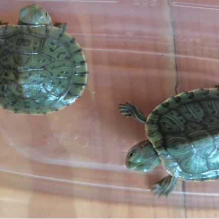 乌龟吃什么补钙(乌龟补钙吃什么)-硒宝网