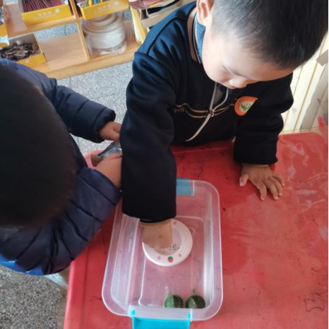 乌龟吃什么补钙(乌龟补钙吃什么)-硒宝网