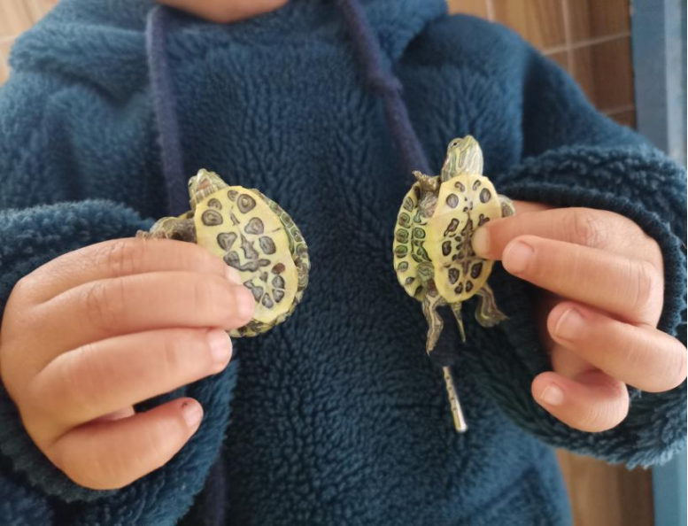 乌龟吃什么补钙(乌龟补钙吃什么)-硒宝网