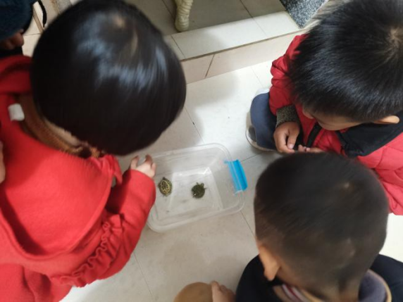 乌龟吃什么补钙(乌龟补钙吃什么)-硒宝网