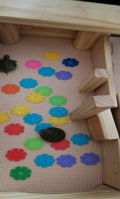 乌龟吃什么补钙(乌龟补钙吃什么)-硒宝网