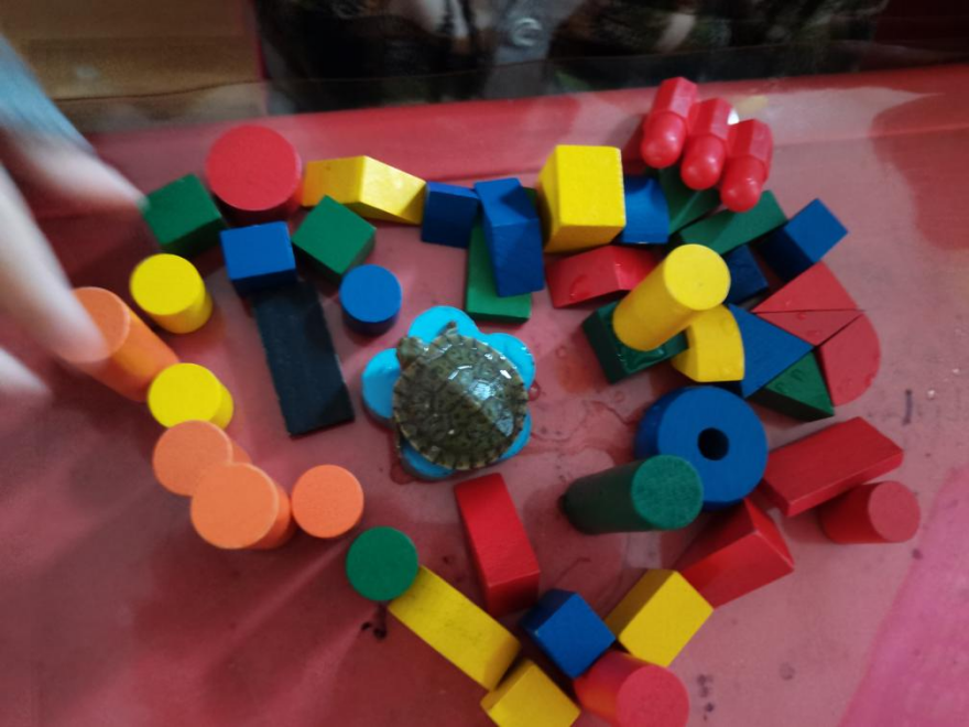 乌龟吃什么补钙(乌龟补钙吃什么)-硒宝网