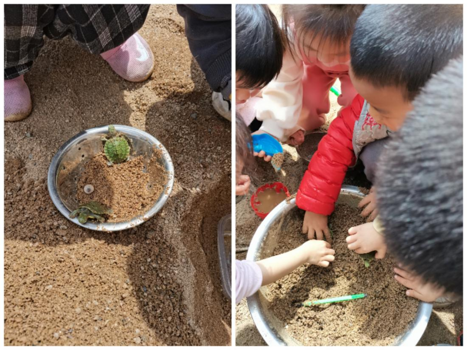 乌龟吃什么补钙(乌龟补钙吃什么)-硒宝网