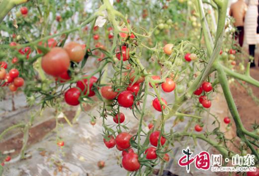 淄川富硒面粉(富硒面粉是骗局吗)-硒宝网