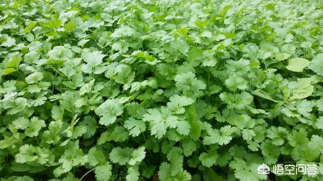 区分富硒面粉（富硒面粉与普通面粉）-硒宝网