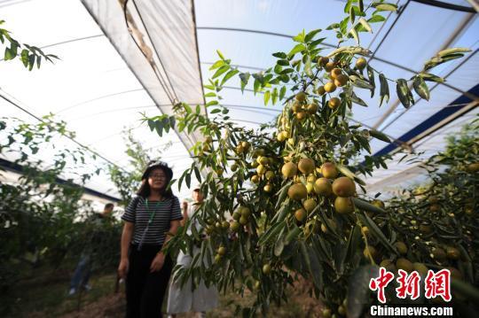 富硒面粉黑色（面粉黑色富硒能吃吗）-硒宝网