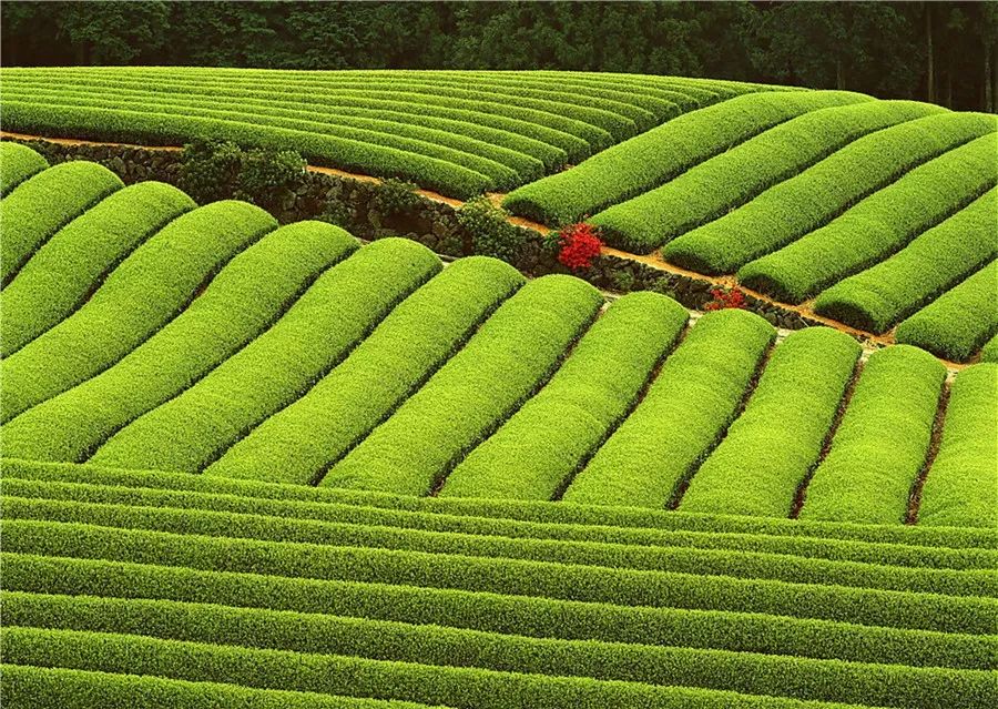 富硒面粉专卖（富硒面粉厂）-硒宝网