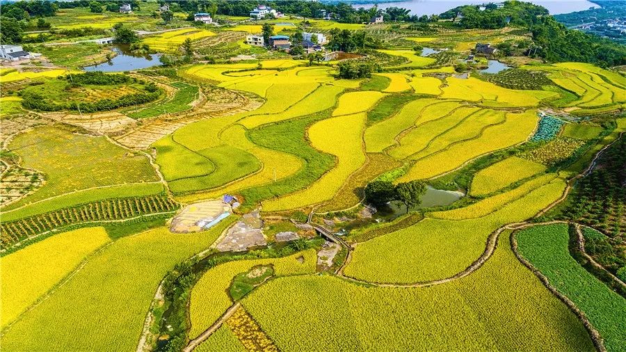 富硒面粉专卖（富硒面粉厂）-硒宝网