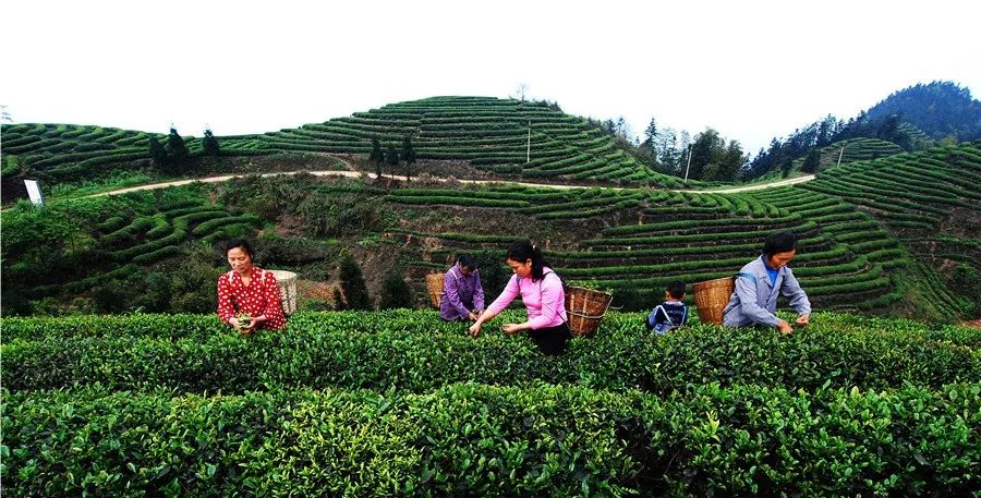 富硒面粉专卖（富硒面粉厂）-硒宝网
