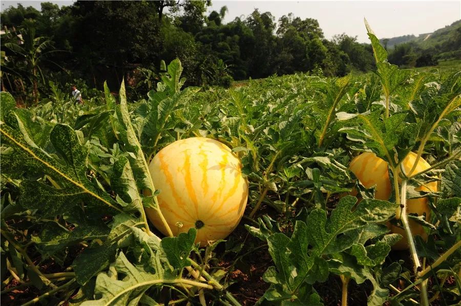 富硒面粉专卖（富硒面粉厂）-硒宝网