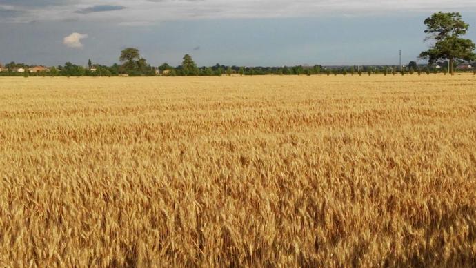 肃宁富硒面粉（富硒面粉和普通面粉有什么区别）-硒宝网