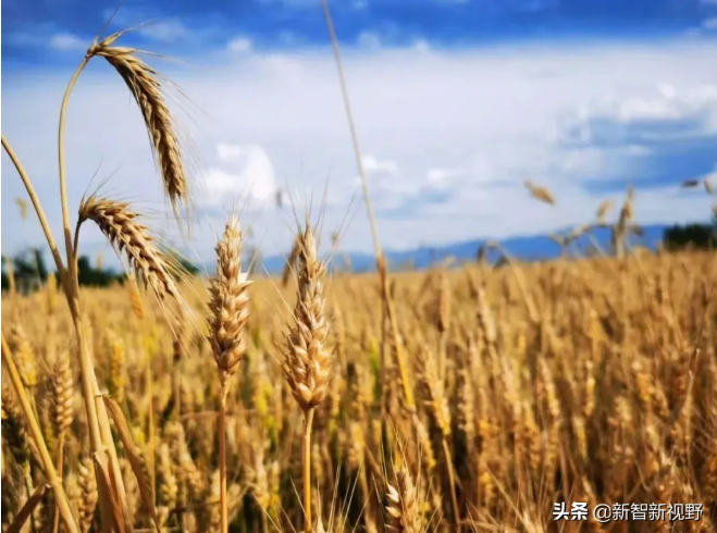 肃宁富硒面粉（富硒面粉和普通面粉有什么区别）-硒宝网