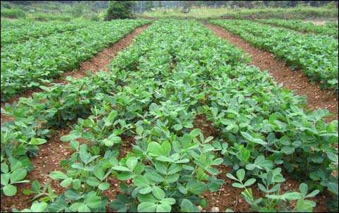 富硒面粉视频(富硒面粉什么意思)-硒宝网