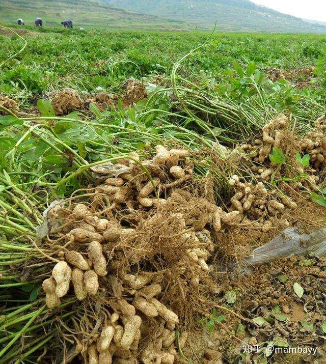 富硒面粉视频(富硒面粉什么意思)-硒宝网