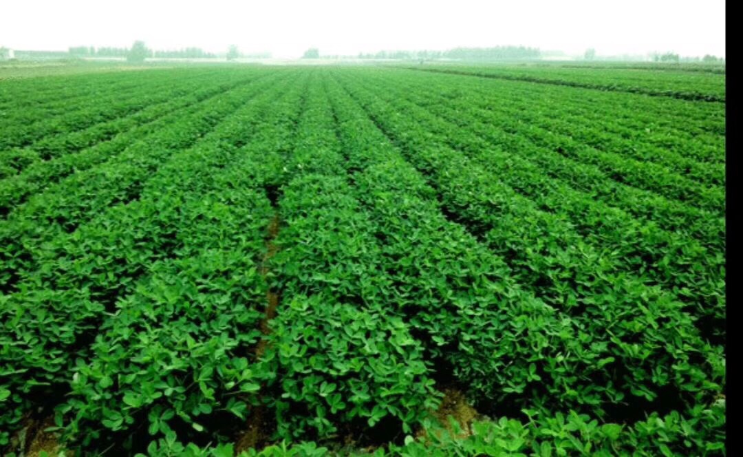 富硒面粉视频(富硒面粉什么意思)-硒宝网