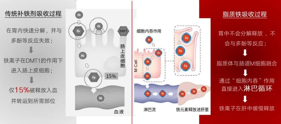 补血就是补铁吗(补血补铁是一个意思吗)-硒宝网