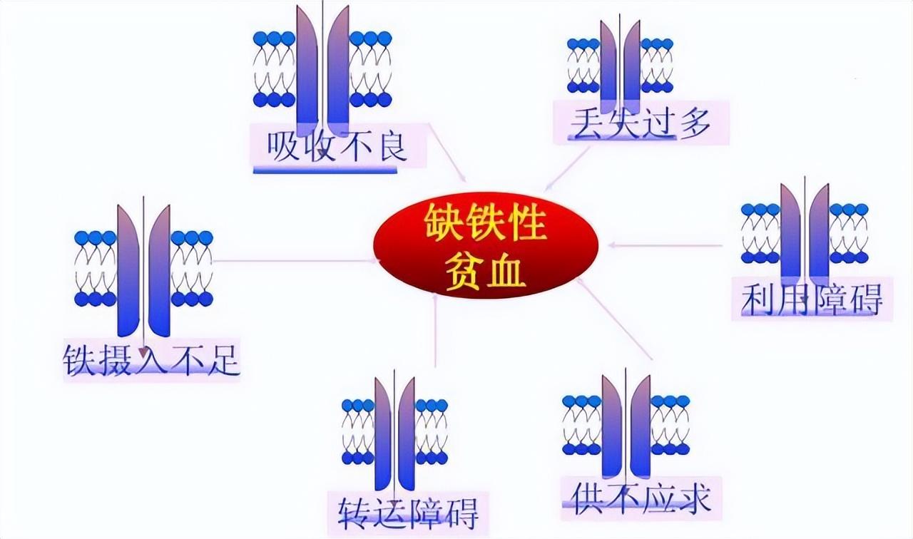 焦磷酸铁补铁效果好吗(效果焦磷酸铁好补铁吗)-硒宝网
