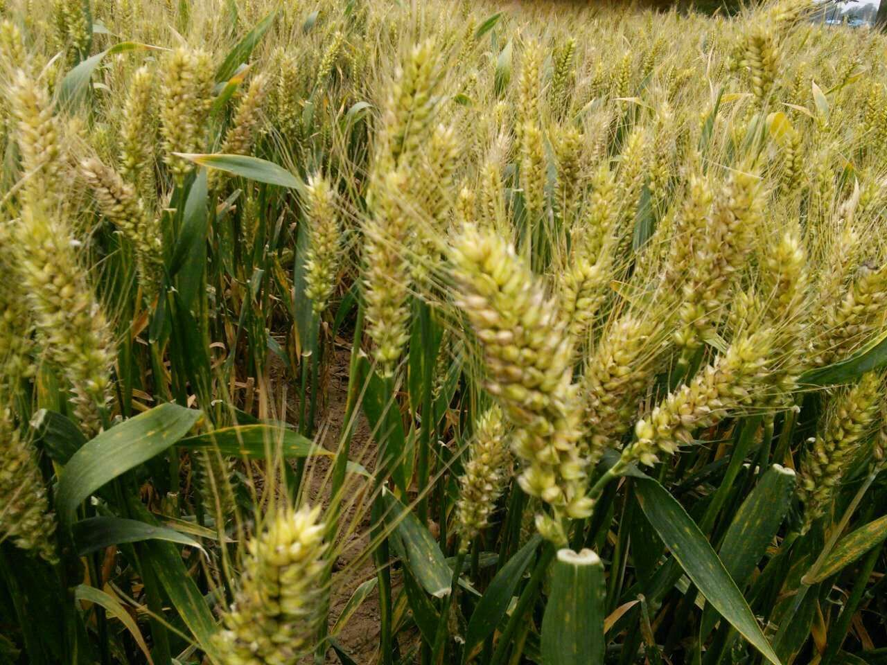 科大富硒面粉(富硒面粉生产企业)-硒宝网