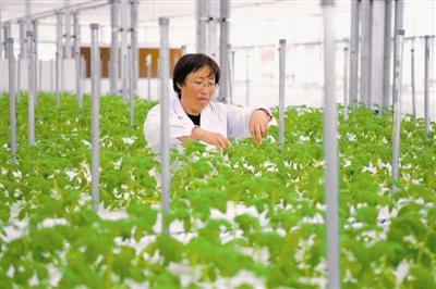 富硒荞麦面粉(荞麦面含硒吗)-硒宝网