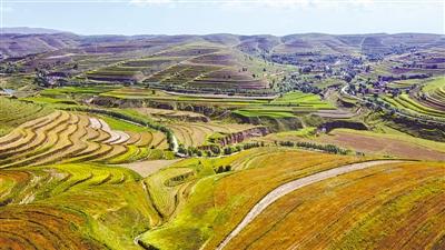 富硒荞麦面粉(荞麦面含硒吗)-硒宝网