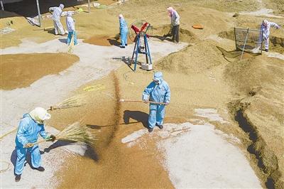 富硒荞麦面粉(荞麦面含硒吗)-硒宝网