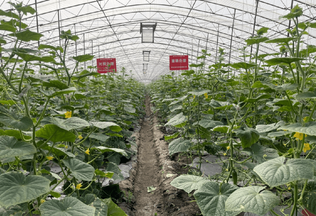 什么蔬菜富硒（蔬菜富硒排行）-硒宝网