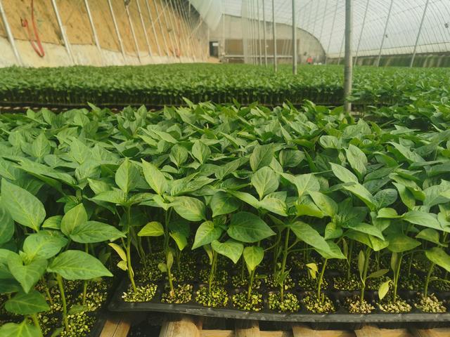 蔬菜怎么富硒（蔬菜富硒标准是多少）-硒宝网