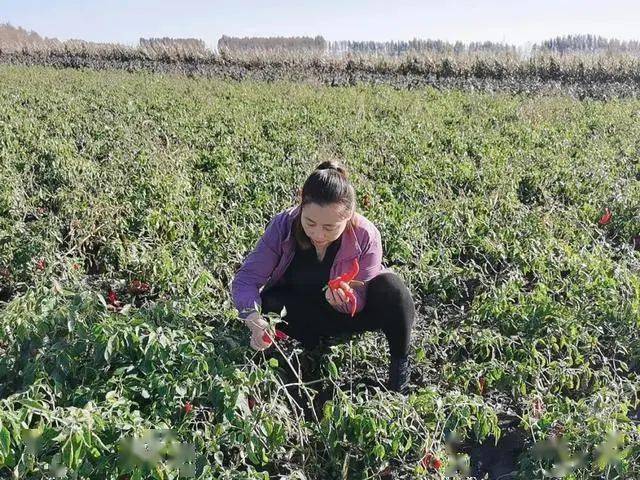 富硒蔬菜致富(富硒蔬菜价格比普通蔬菜)-硒宝网