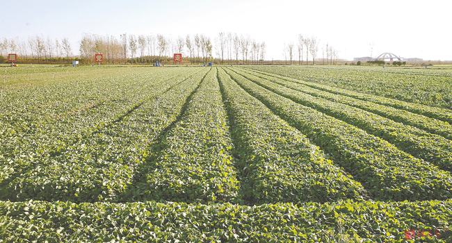 富硒蔬菜优点(富硒蔬菜的好处)-硒宝网