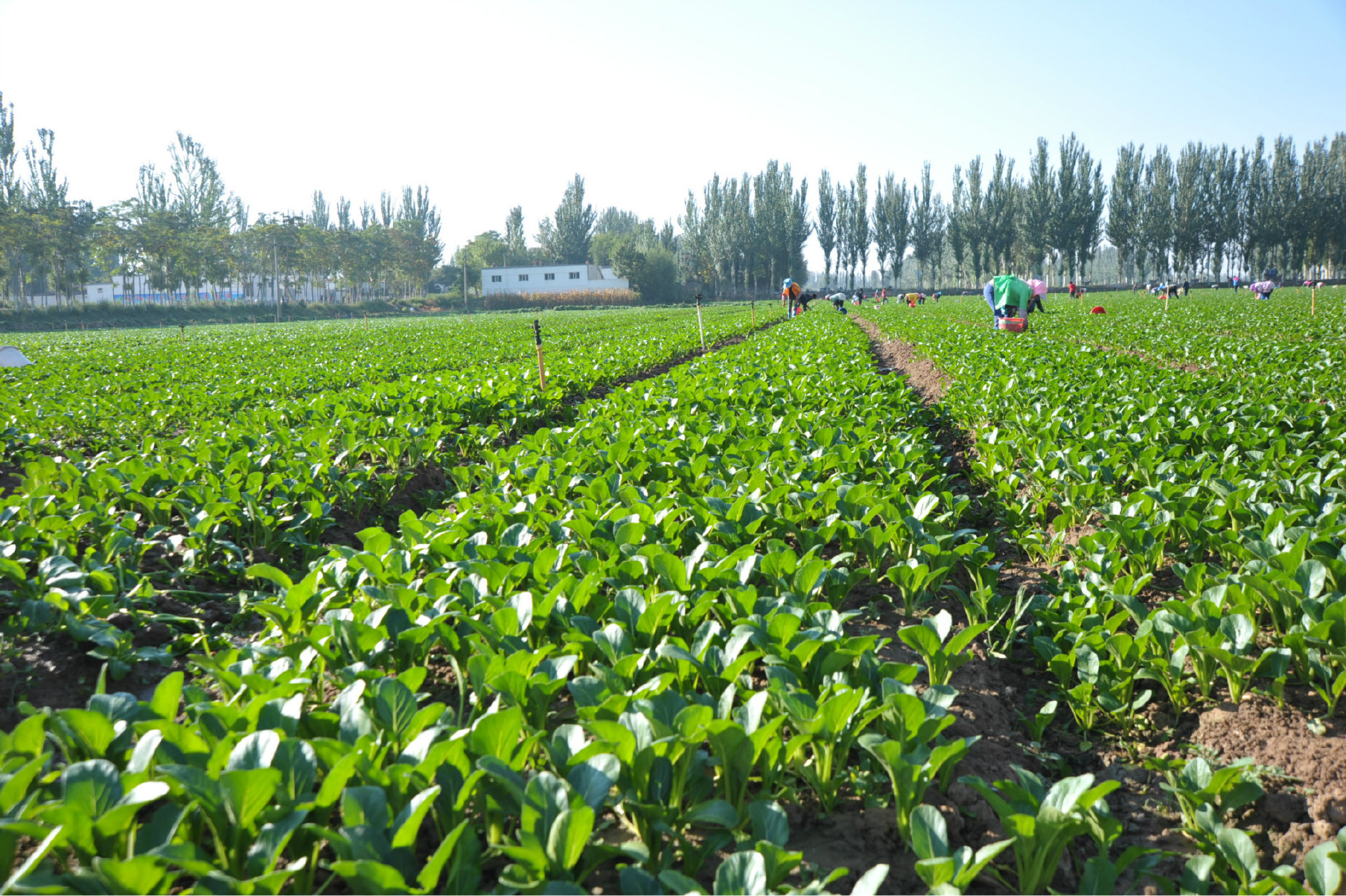 富硒蔬菜优点(富硒蔬菜的好处)-硒宝网