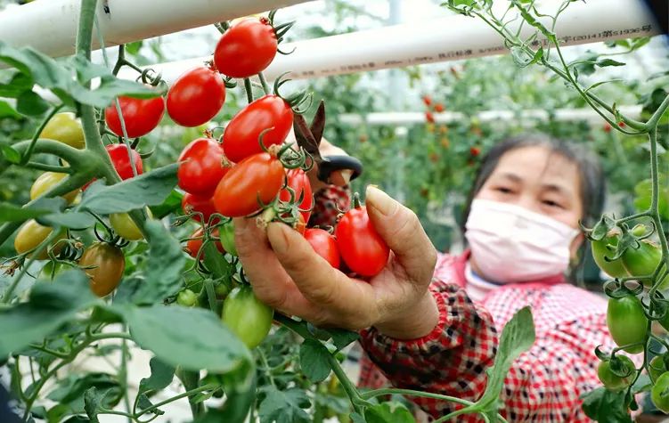 种植富硒蔬菜（富硒地种的菜真那么值钱吗）-硒宝网