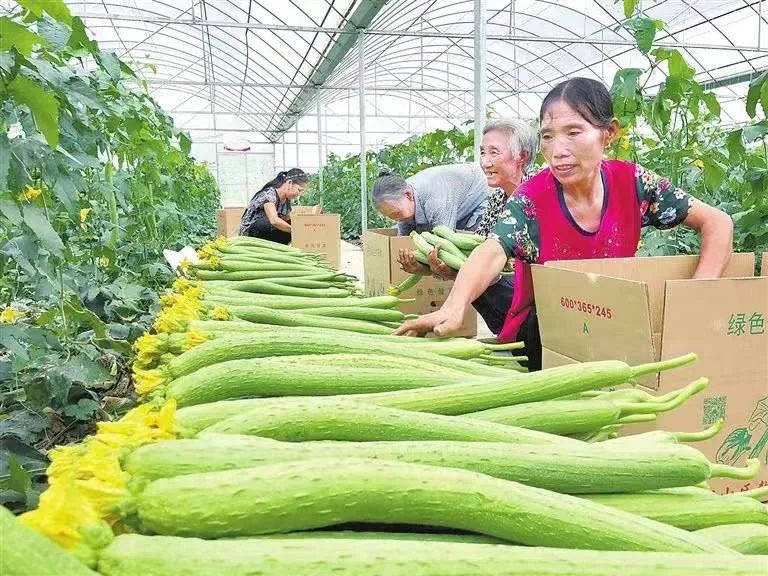 种植富硒蔬菜（富硒地种的菜真那么值钱吗）-硒宝网