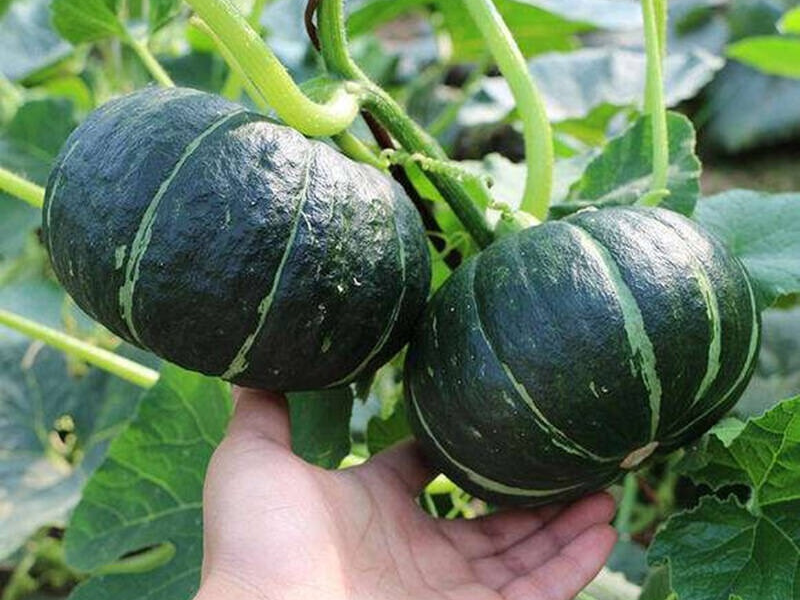 富硒蔬菜夏季(蔬菜富硒标准是多少)-硒宝网