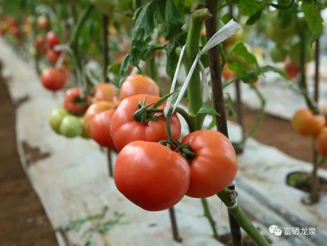 泰安富硒蔬菜(山东富硒)-硒宝网