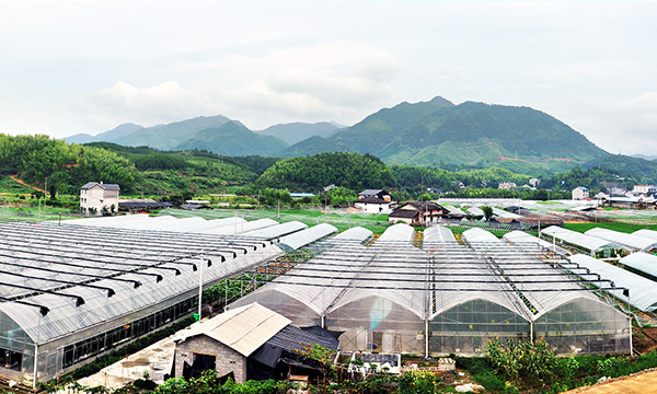 泰安富硒蔬菜(山东富硒)-硒宝网