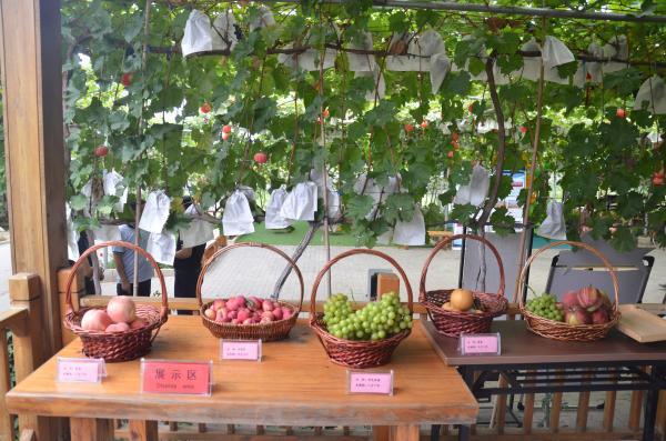 泰安富硒蔬菜(山东富硒)-硒宝网