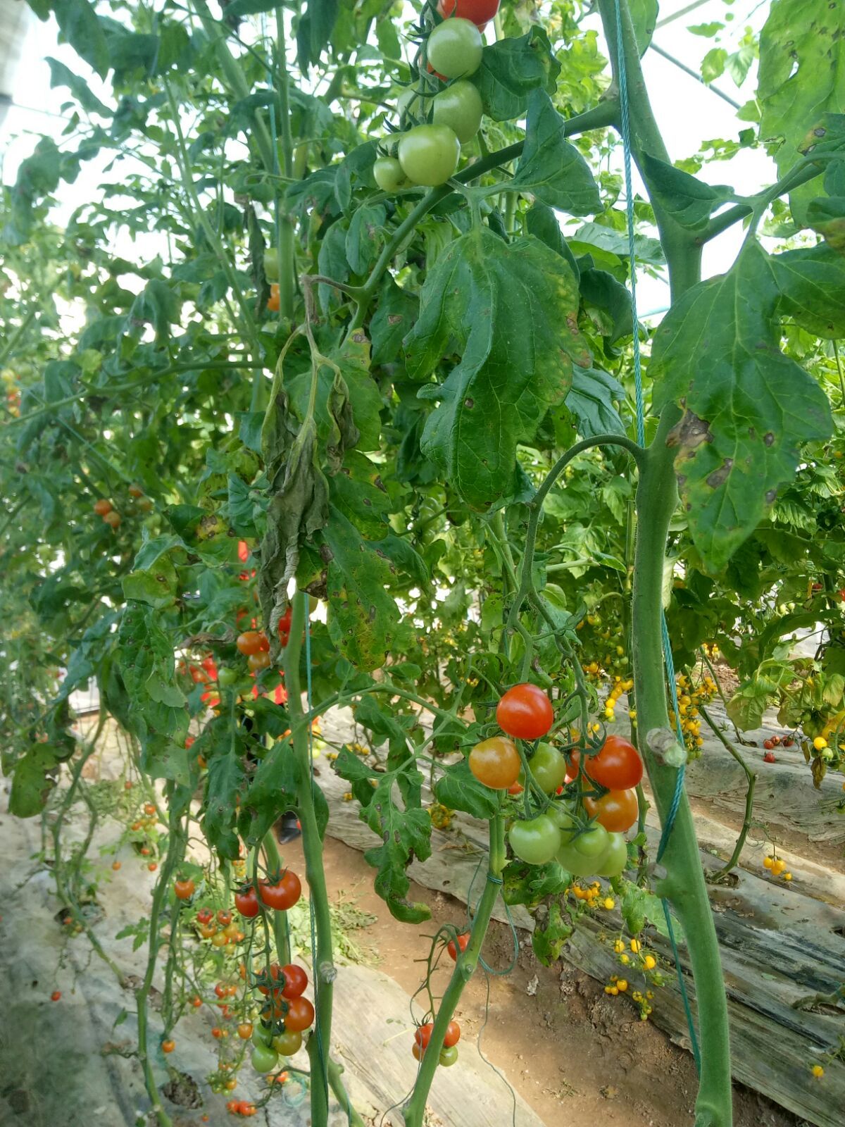 泰安富硒蔬菜(山东富硒)-硒宝网