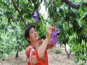 富硒蔬菜致富（富硒的蔬菜）-硒宝网