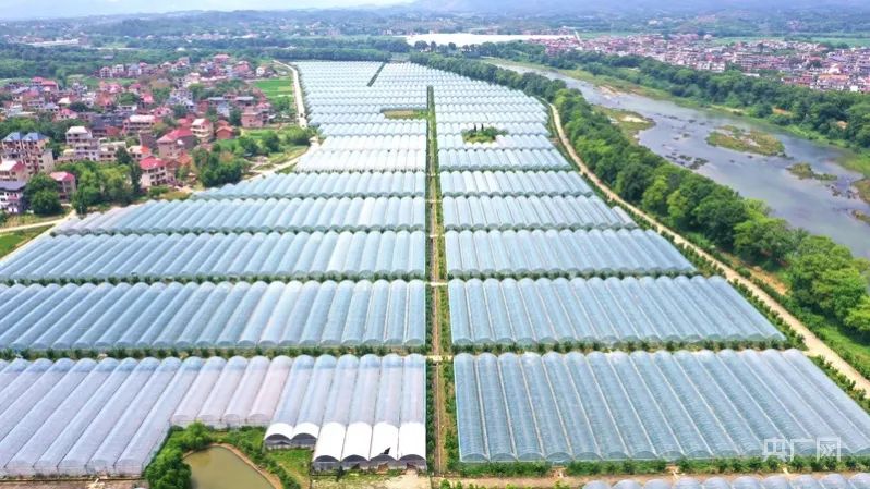 种植富硒蔬菜(蔬菜种植富硒的作用)-硒宝网