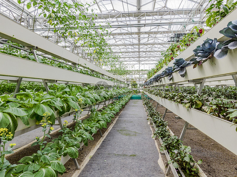 富硒蔬菜讲座（讲座蔬菜富硒美篇）-硒宝网