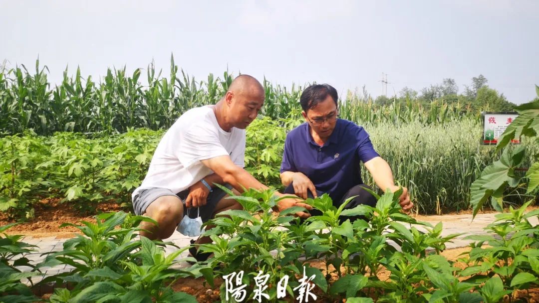 富硒蔬菜广告（蔬菜广告词大全）-硒宝网