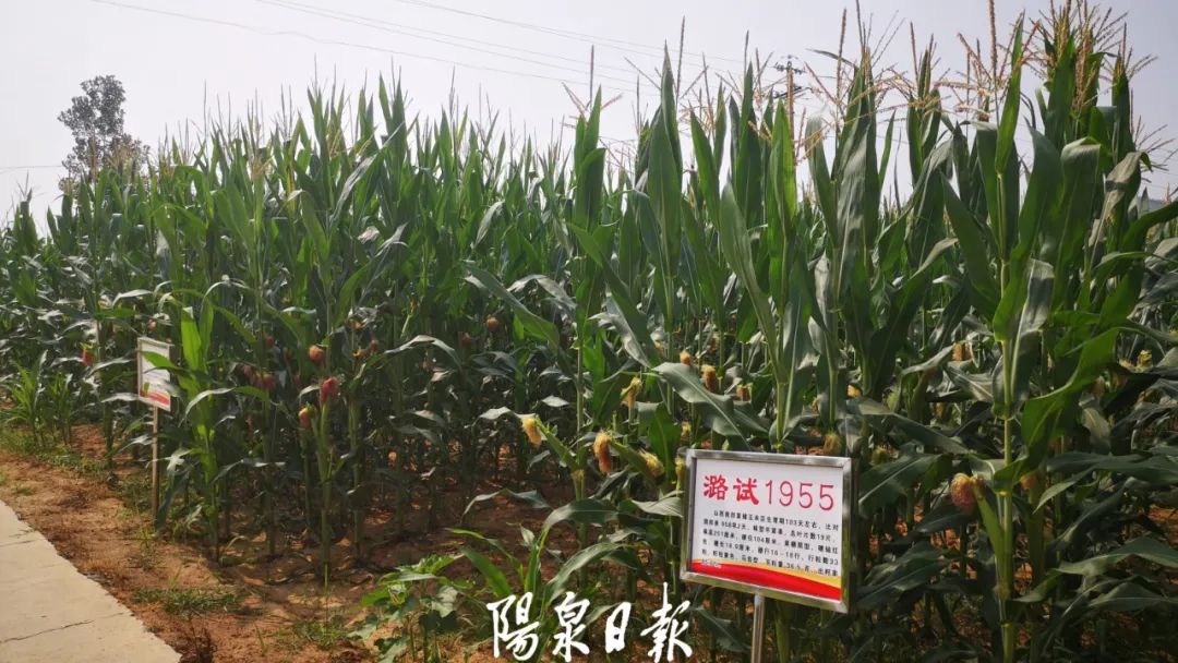 富硒蔬菜广告（蔬菜广告词大全）-硒宝网