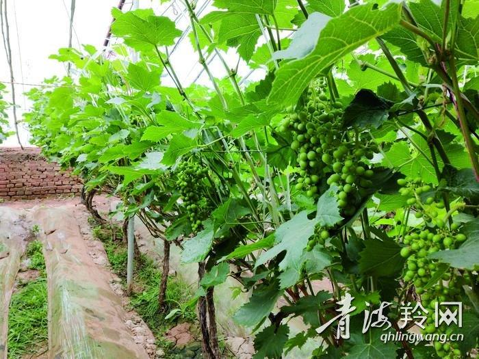 富硒蔬菜夏季（富硒蔬菜水果）-硒宝网