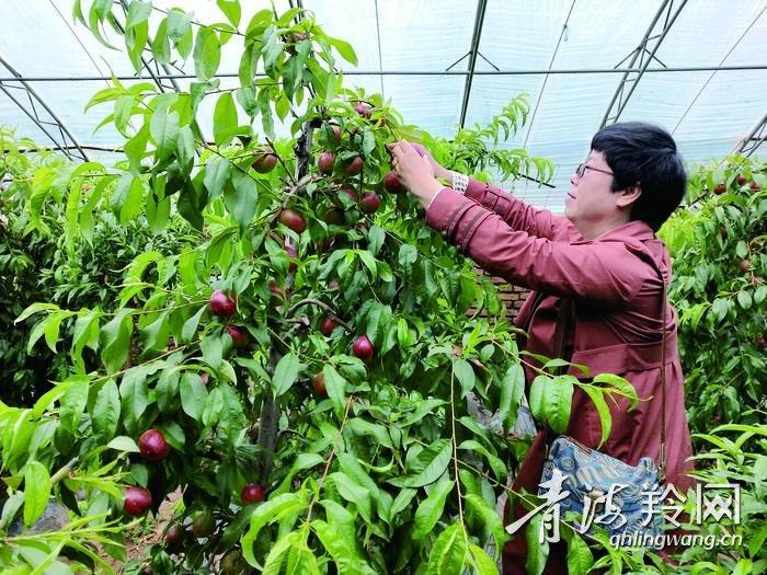 富硒蔬菜夏季（富硒蔬菜水果）-硒宝网