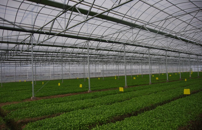 富硒蔬菜致富（富硒蔬菜多少钱一斤）-硒宝网