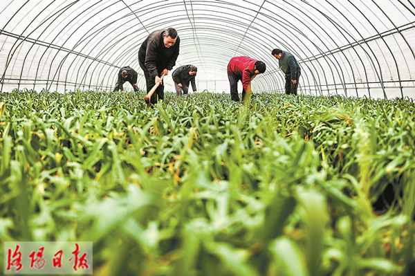 富硒蔬菜讲座(富硒蔬菜水果)-硒宝网
