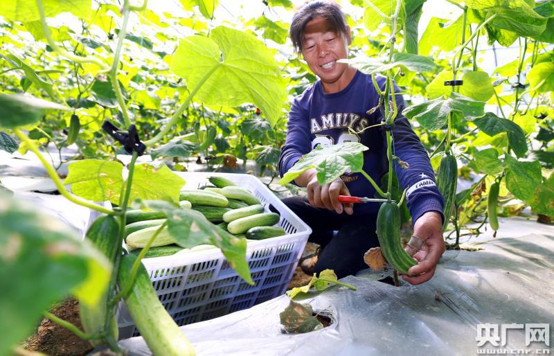 富硒蔬菜讲座(富硒蔬菜水果)-硒宝网