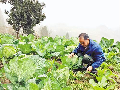 富硒蔬菜讲座(富硒蔬菜水果)-硒宝网
