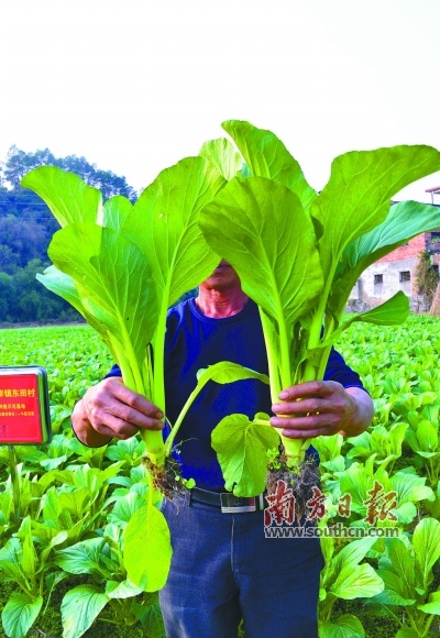 富硒蔬菜营销(蔬菜营销富硒产品方案)-硒宝网