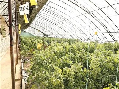 富硒蔬菜大棚（富硒蔬菜价格比普通蔬菜）-硒宝网